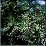 Quercus robur Pectinata - Dąb szypułkowy Pectinata FOTO