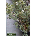 Quercus robur Purpurascens - Dąb szypułkowy Purpurascens C_15 80-100cm