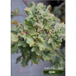 Quercus robur Purpurascens - Dąb szypułkowy Purpurascens C_15 80-100cm