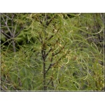 Rhamnus frangula Asplenifolia - Frangula alnus Asplenifolia - Kruszyna pospolita Asplenifolia FOTO