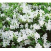 Rhododendron Adonis - Azalea Adonis - Azalia Adonis - białe FOTO zzzz
