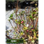 Rhododendron Anouk - Azalea Anouk - Azalia Anouk - różowe C2 20-30cm 