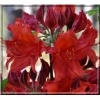 Rhododendron Doloroso - Azalea Doloroso - Azalia Doloroso - czerwone FOTO
