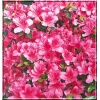 Rhododendron Drapa - Azalea Drapa - Azalia Drapa - karminowo-różowe FOTO