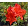 Rhododendron Feuerwerk - Azalea Feuerwerk - Azalia Feuerwerk - pomarańczowo-czerwone FOTO 
