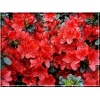Rhododendron Fridoline - Azalea Fridoline - Azalia Fridoline - czerwono-pomarańczowe FOTO