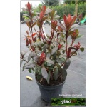 Rhododendron Georg Arends - Azalea Georg Arends - Azalia Georg Arends - purpurowoczerwone C2 20-30cm 