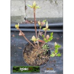 Rhododendron Gibraltar - Azalea Gibraltar - Azalia Gibraltar - pomarańczowe C3 30-50cm 