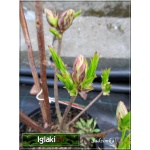 Rhododendron Gibraltar - Azalea Gibraltar - Azalia Gibraltar - pomarańczowe C3 30-50cm 