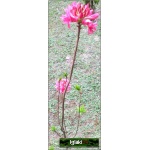 Rhododendron Homebush - Azalea Homebush - Azalia Homebush - różowe C5 20-60cm