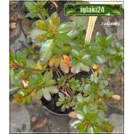 Rhododendron Homebush - Azalea Homebush - Azalia Homebush - różowe C5 20-60cm