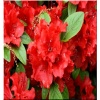 Rhododendron Hot Shot - Azalea Hot Shot - Azalia Hot Shot - czerwone FOTO