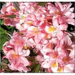 Rhododendron Juniduft - Azalea Juniduft - Azalia Juniduft - jasnoróżowe C5 20-60cm