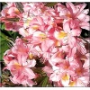 Rhododendron Juniduft - Azalea Juniduft - Azalia Juniduft - jasnoróżowe C2 20-60cm xxxy
