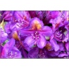 Rhododendron Marcel Menard - Różanecznik Marcel Menard - ciemnofioletowe C5 40-60cm xxxy
