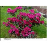 Rhododendron Nova Zembla - Różanecznik Nova Zembla - rubinowoczerwone C3 20-40cm