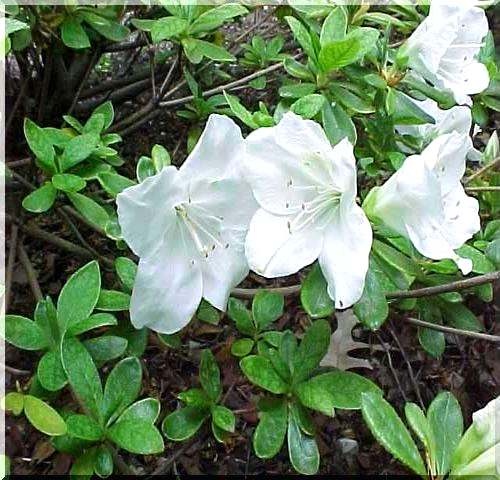 Rhododendron Pleasant White - Azalea Pleasant White - Azalia Pleasant White - białe C2 20-30cm