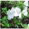 Rhododendron Pleasant White - Azalea Pleasant White - Azalia Pleasant White - białe C2 20-30cm