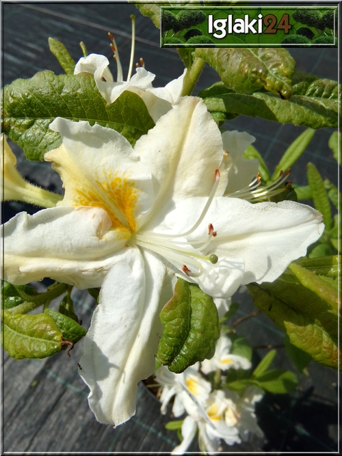 Rhododendron Schneegold - Azalea Schneegold - Azalia Schneegold - białe ze złotym C2 20-60cm xxxy