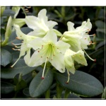 Rhododendron Shamrock - Różanecznik Shamrock - żółtawozielone C3 20-60cm 