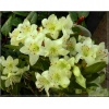 Rhododendron Shamrock - Różanecznik Shamrock - żółtawozielone C7,5 20-60cm