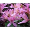 Rhododendron Western Lights - Azalea Western Lights - Azalia Western Lights - różowe C3 30-50cm xxxy