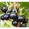 Ribes nigrum Ben Alder - Porzeczka czarna Ben Alder balotowana 50-70cm