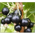 Ribes nigrum Ben Alder - Porzeczka czarna Ben Alder FOTO 