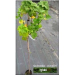 Ribes nigrum Ben Alder - Porzeczka czarna Ben Alder PA C3 80-90cm