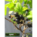 Ribes nigrum Ben Alder - Porzeczka czarna Ben Alder FOTO 