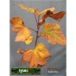 Ribes nigrum Ben Alder - Porzeczka czarna Ben Alder C2 50-70cm