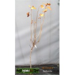 Ribes nigrum Ben Alder - Porzeczka czarna Ben Alder C2 50-70cm