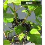 Ribes nigrum Ben Alder - Porzeczka czarna Ben Alder PA balotowana 80-90cm