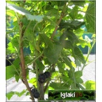 Ribes nigrum Ben Lemond - Porzeczka czarna Benn Lemond f. krzaczasta balotowana 40-70cm 