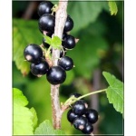 Ribes nigrum Ojebyn - Porzeczka Czarna Ojebyn PA balotowana 70-90cm 