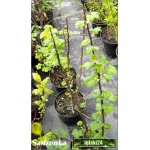 Ribes nigrum Ojebyn - Porzeczka Czarna Ojebyn f. krzaczasta C2 40-70cm 