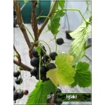 Ribes nigrum Ojebyn - Porzeczka Czarna Ojebyn f. krzaczasta C2 40-70cm 