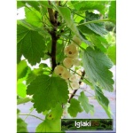 Ribes niveum biała z Juterbog - Porzeczka biała z Juterbog f. krzaczasta balotowana 40-70cm 