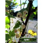 Ribes niveum biała z Juterbog - Porzeczka biała z Juterbog FOTO 