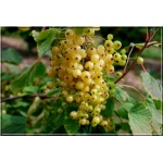 Ribes niveum Blanca - Porzeczka biała Blanca PA C3 70-90cm 