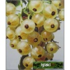 Ribes niveum Blanca - Porzeczka biała Blanca PA C3 70-90cm 
