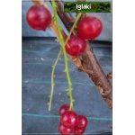 Ribes rubrum czerwona Holenderska - Porzeczka czerwona Holenderska PA balotowana 70-90cm