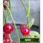 Ribes rubrum czerwona Holenderska - Porzeczka czerwona Holenderska f. krzaczasta balotowana 40-70cm