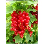 Ribes rubrum Detvan - Porzeczka czerwona Detvan PA balotowana 70-90cm 