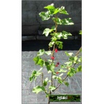 Ribes rubrum Detvan - Porzeczka czerwona Detvan PA balotowana 70-90cm 