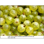 Ribes uva-crispa Biały Triumf - Agrest Biały Triumf f. krzaczasta balotowana 20-40cm