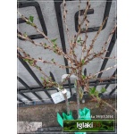 Ribes uva-crispa Biały Triumf - Agrest Biały Triumf PA balotowana 70-90cm 