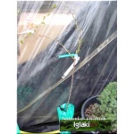 Ribes uva-crispa Captivator - Agrest Captivator - bezkolcowy PA balotowana 70-90cm