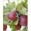 Ribes uva-crispa Captivator - Agrest Captivator - bezkolcowy f. krzaczasta balotowana 40-60cm