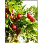 Ribes uva-crispa Czerwony Triumf - Agrest Czerwony Triumf f.krzaczasta C2 20-40cm